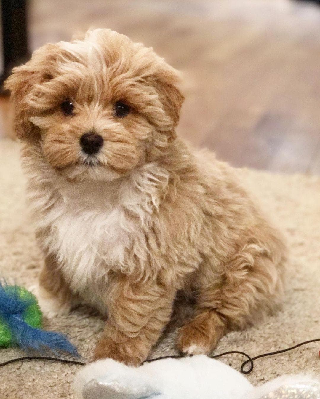 Tucker, a Deep Red F1b Mini Cavapoo puppy