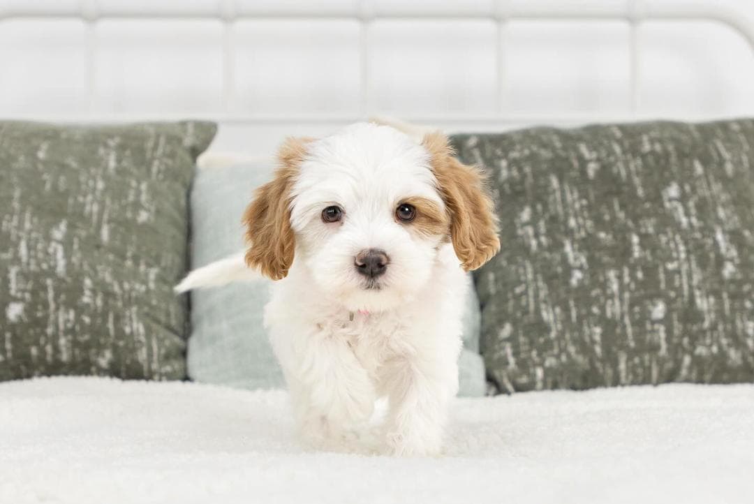 Bailey, a Apricot F1b Mini Cavapoo puppy