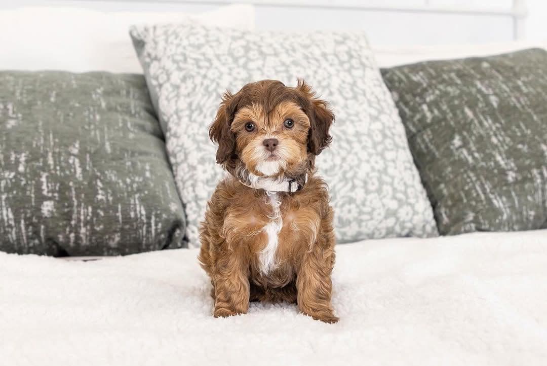 Bellwether, a Apricot parti F1 Mini Cavapoo puppy