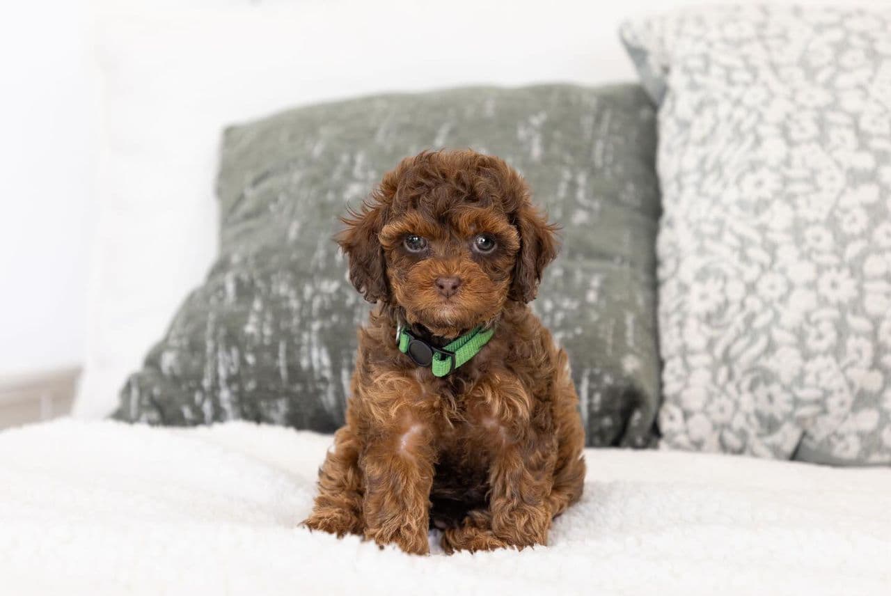 Bogo, a Ruby F1b Mini Cavapoo puppy