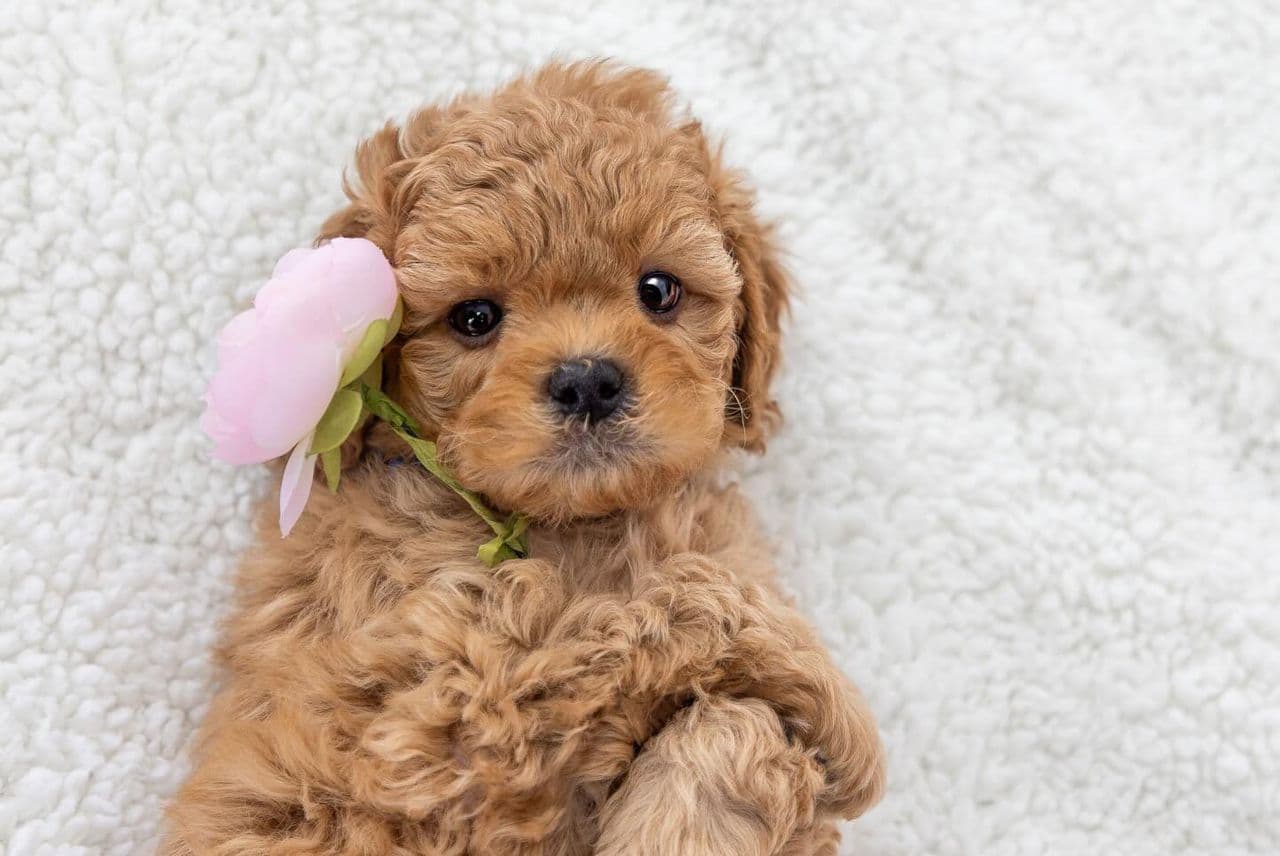 Eros, a Ruby with white markings F1b Mini Cavapoo puppy