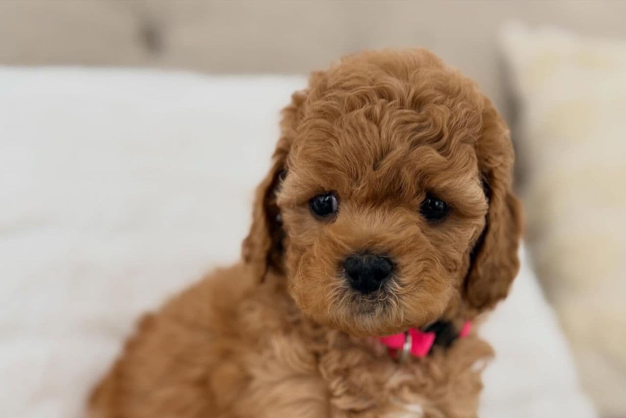Suki thumbnail 2