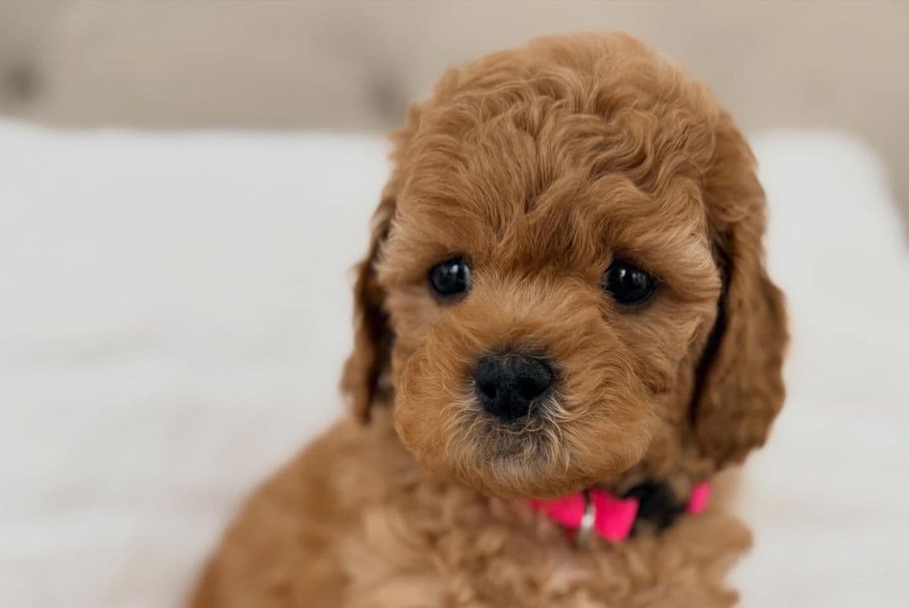 Suki thumbnail 3