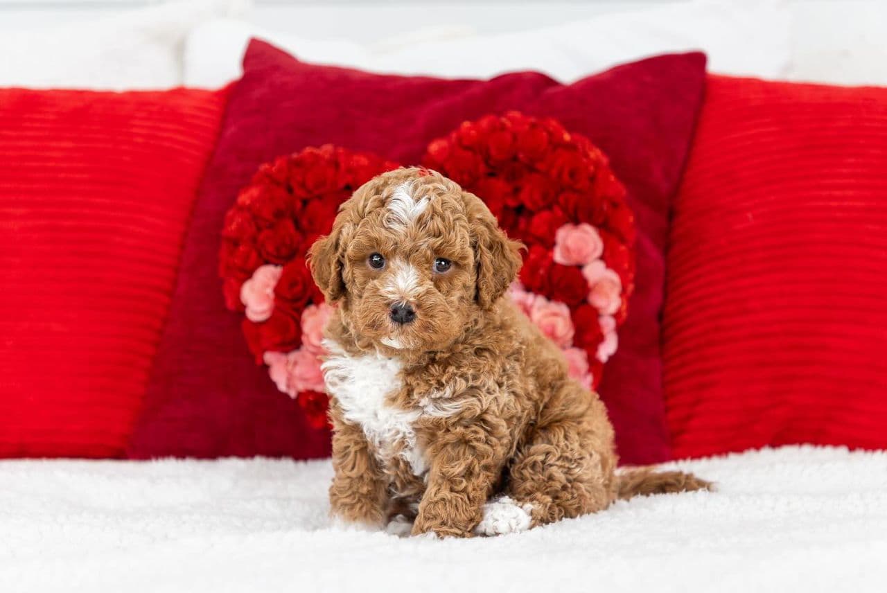 Romeo, a Apricot F1 Mini Cavapoo puppy