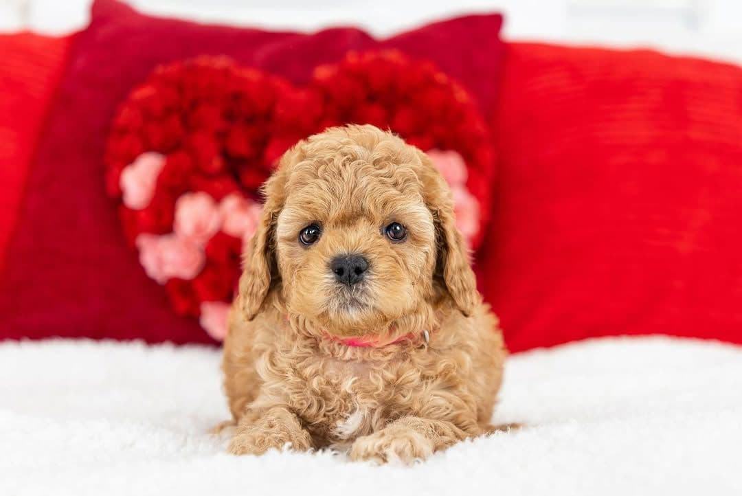 Suki, a Red F1b Mini Cavapoo puppy