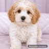 Small MeadowNest Cavapoo thumbnail