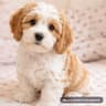 Small MeadowNest Cavapoo thumbnail